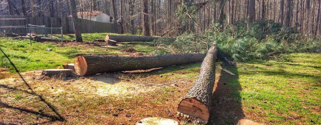 Tree removal Anaheim