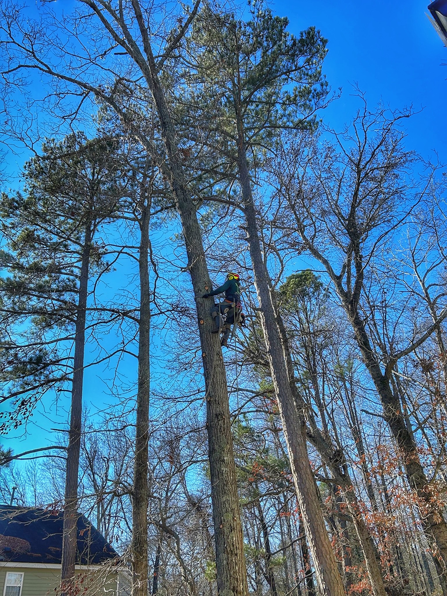 Arborist | Tree Climber | Tree Service | Kenny's Tree Removal