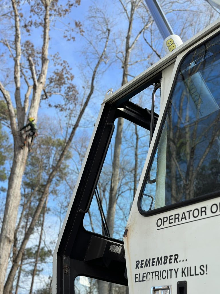 tree removal holly springs