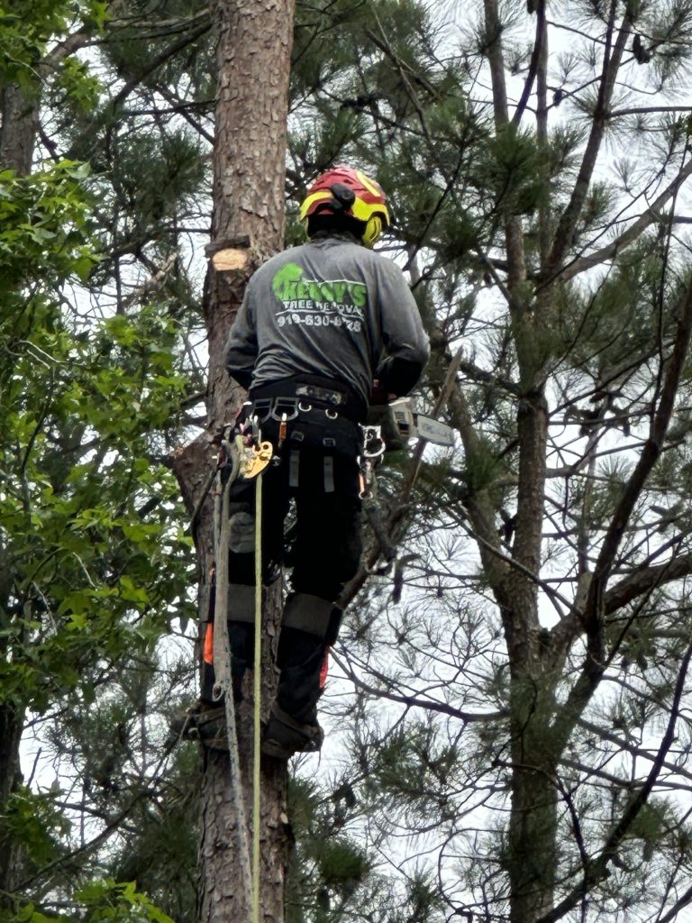 tree removal - arborist - tree climber