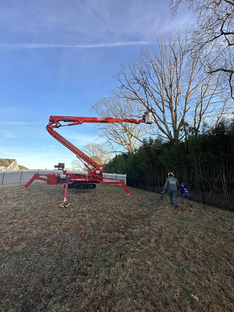 Professional Tree Removal