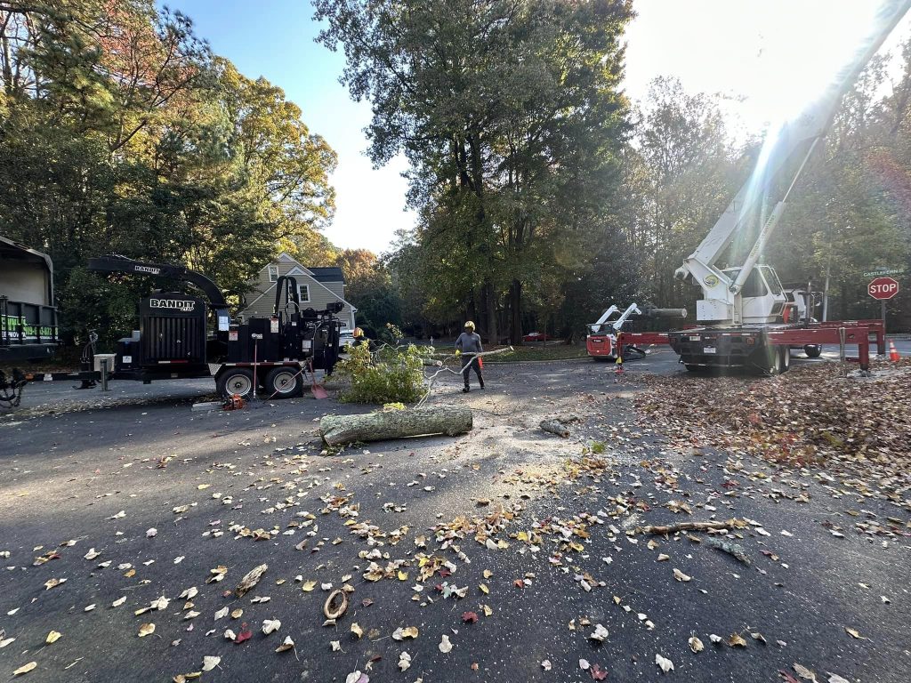 tree removal in angier nc