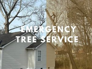 24:7 emergency tree service