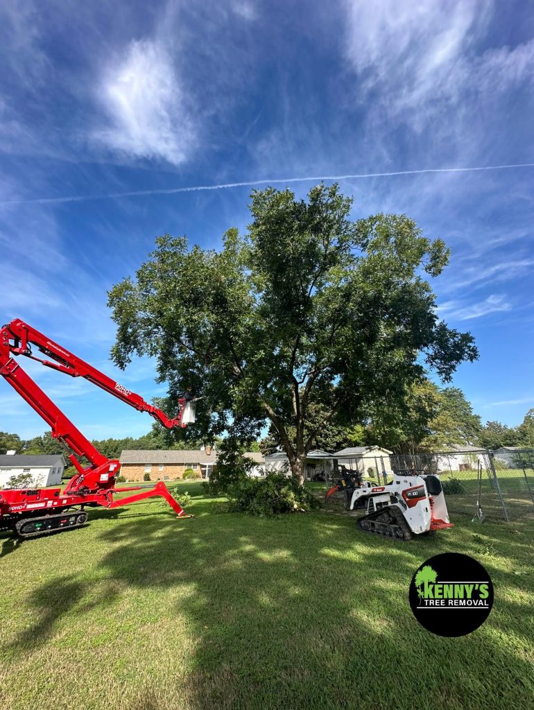 Tree experts in Benson, NC from Kenny’s Tree Removal, providing professional tree care solutions