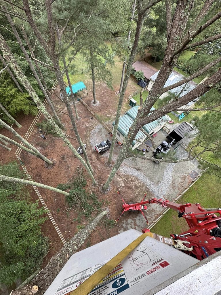 Kenny’s Tree Removal, trusted tree service company in Benson, NC providing comprehensive tree care.