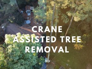 crane assisted tree removal