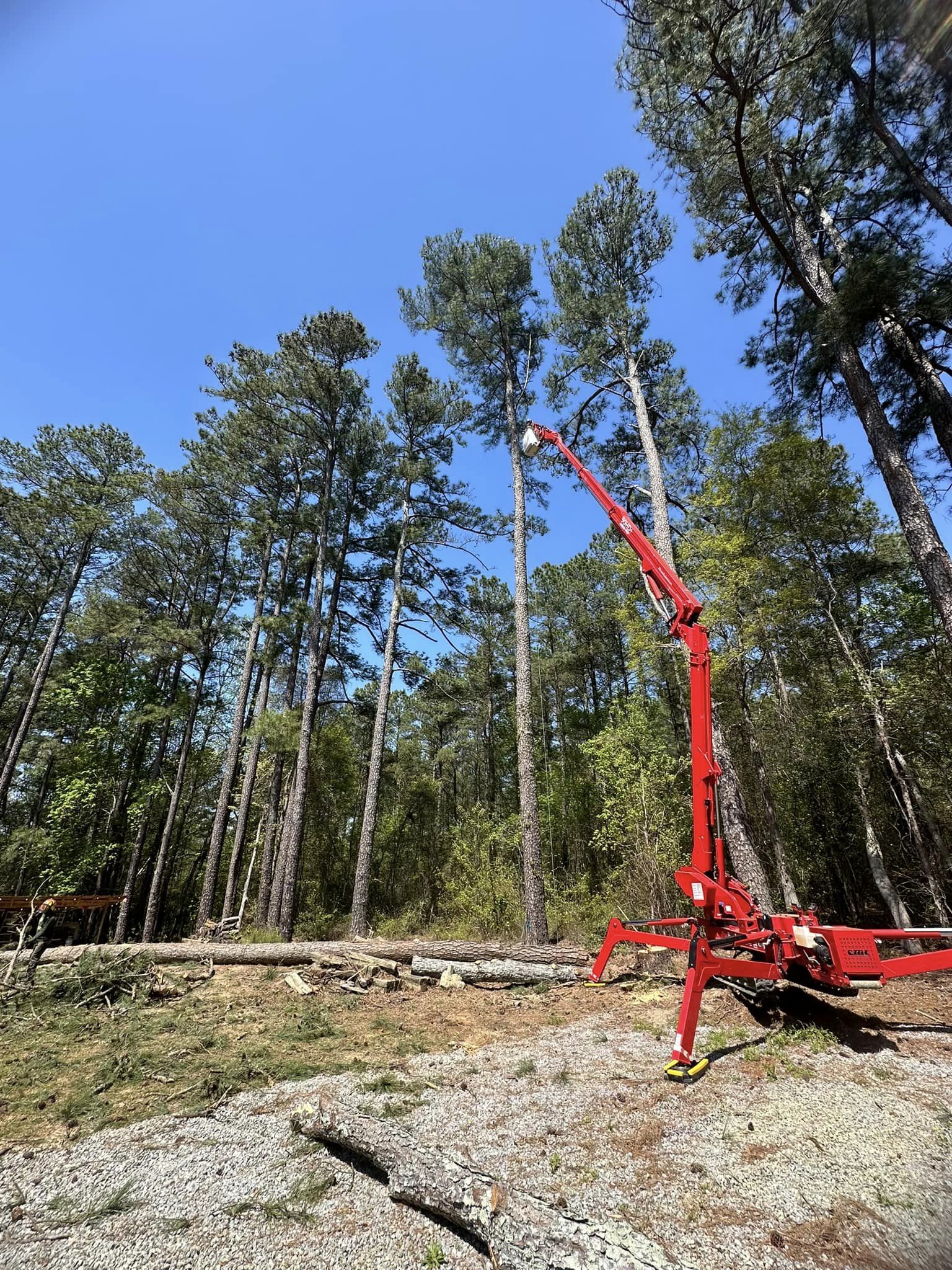 Professional tree removal and clean canopy rigging by Kenny's Tree Removal