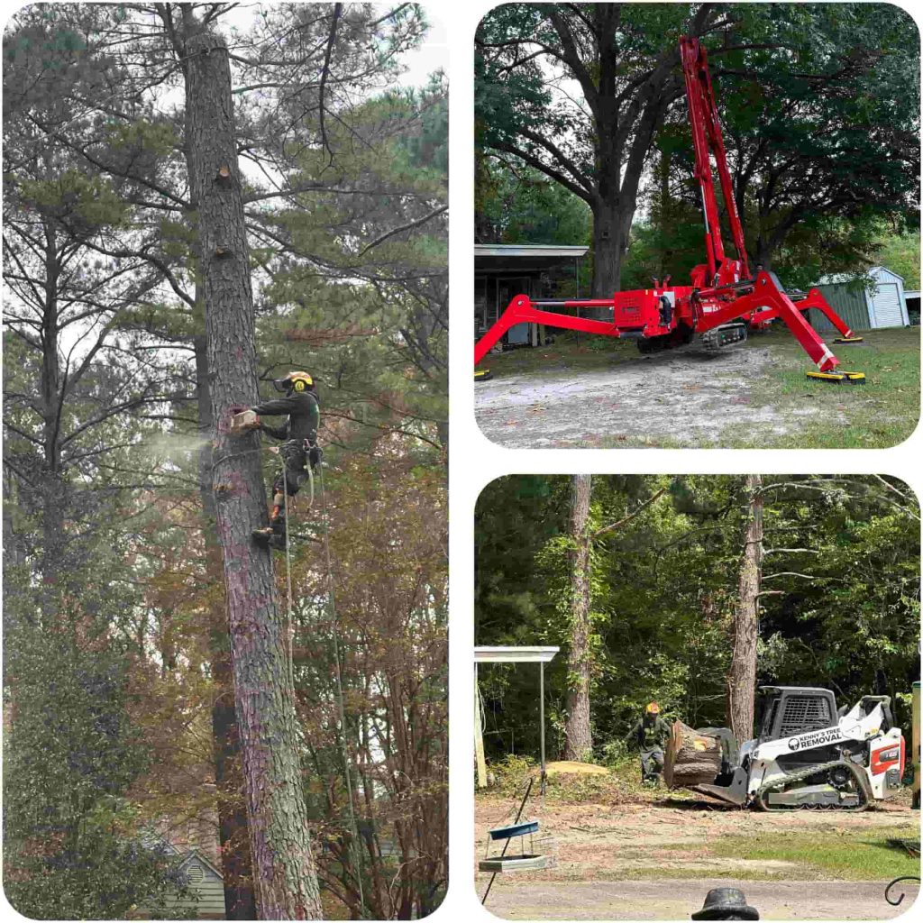 Kenny's Tree Removal removing offering tree service and tree removal