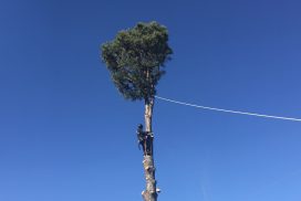 Kenny's Tree Removal services in Fuquay Varina and ussrounding areas