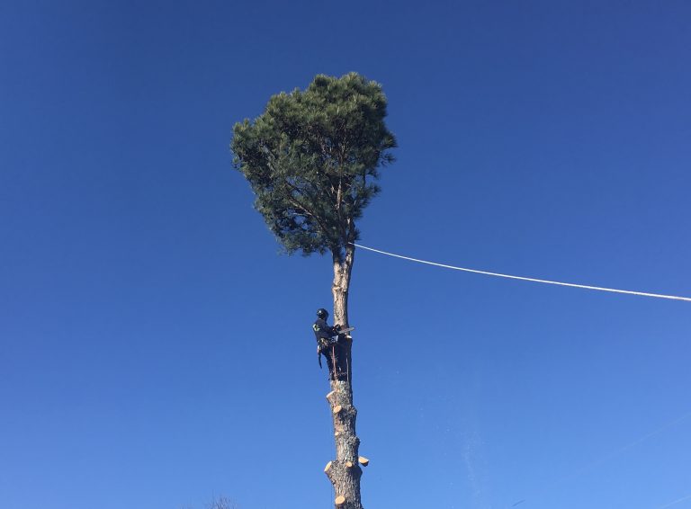 Kenny's Tree Removal services in Fuquay Varina and ussrounding areas