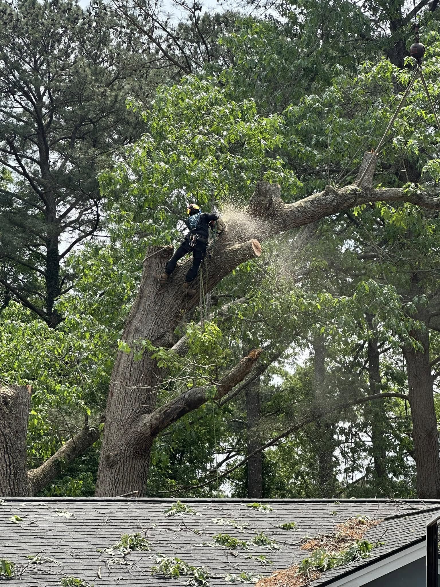 Tree service crew working in Holly Springs, NC