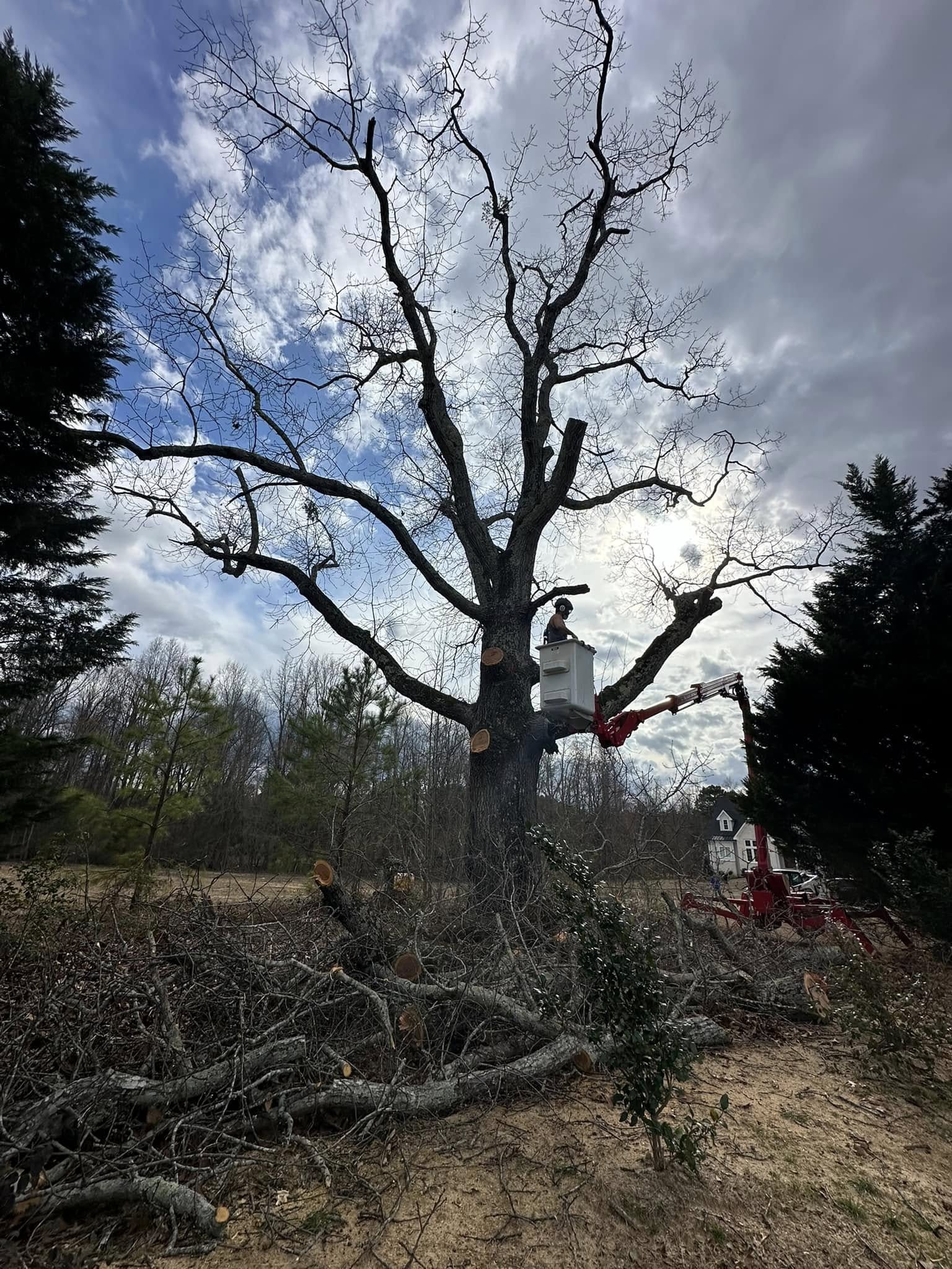 Tree service work in Dunn, NC
