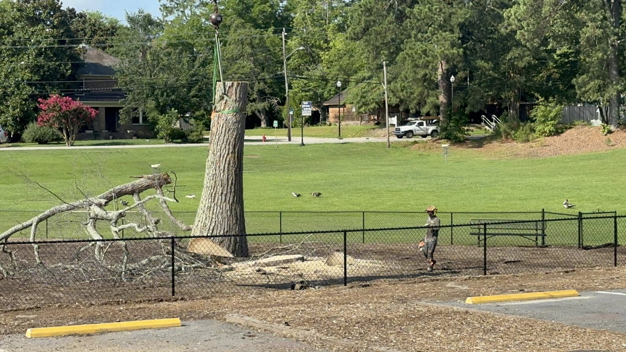 Large tree removal by Kenny's Tree Removal in Coats, NC