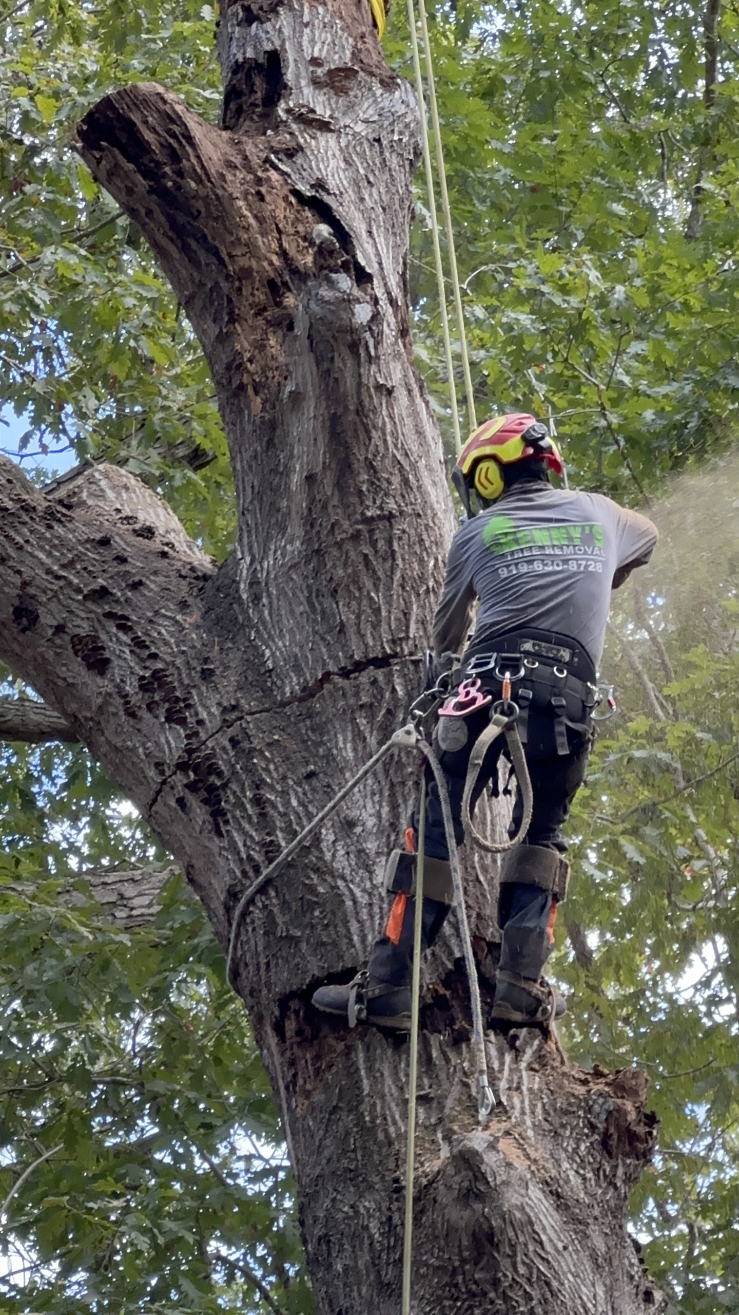 Hazardous tree removal with crane by Kenny’s Tree Removal