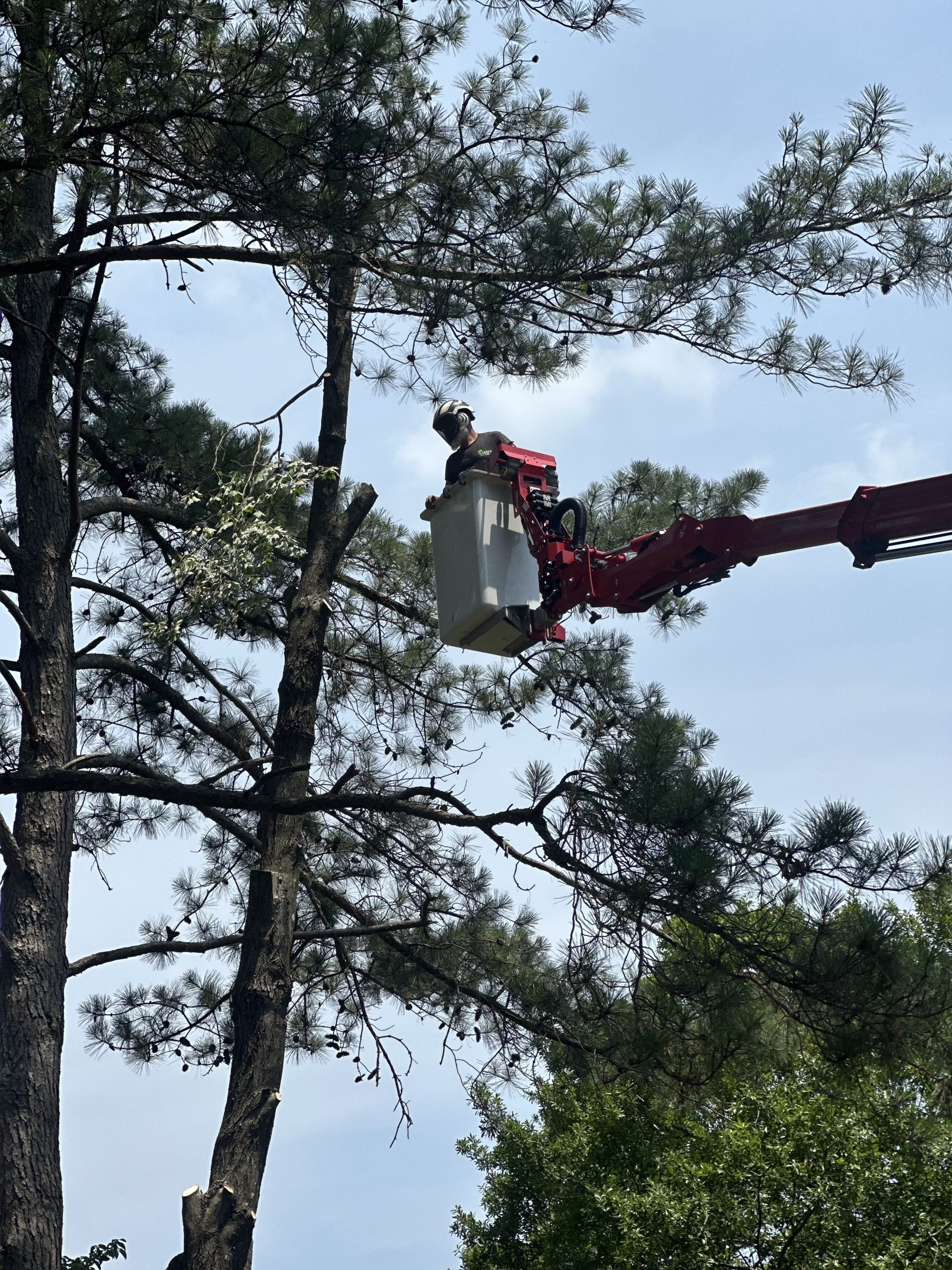 Professional tree removal service in Fuquay-Varina, NC