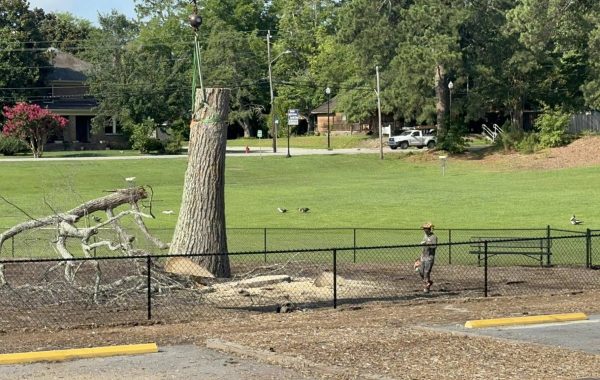 tree removal in coats nc
