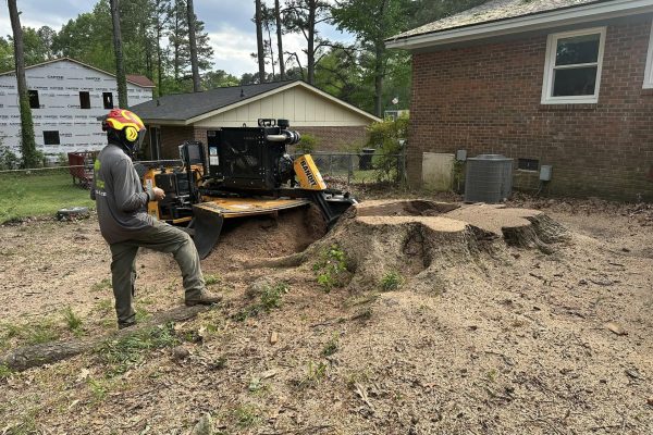 Stump grinding and removal in Wake County, NC - Kenny's Tree Removal grinding a tree stump for a smooth lawn.