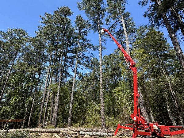 tree removal services in Holly Springs