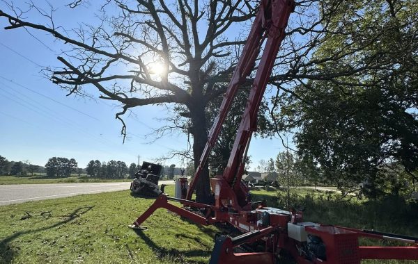 Kenny's Tree Removal removing large oak with spider in lift in Fuquay Varina.
