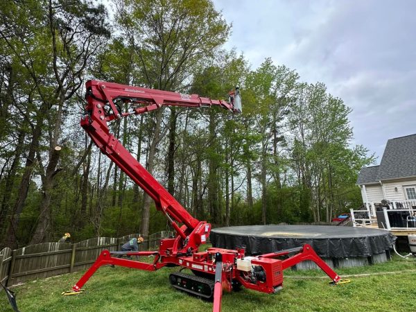 tree services near me